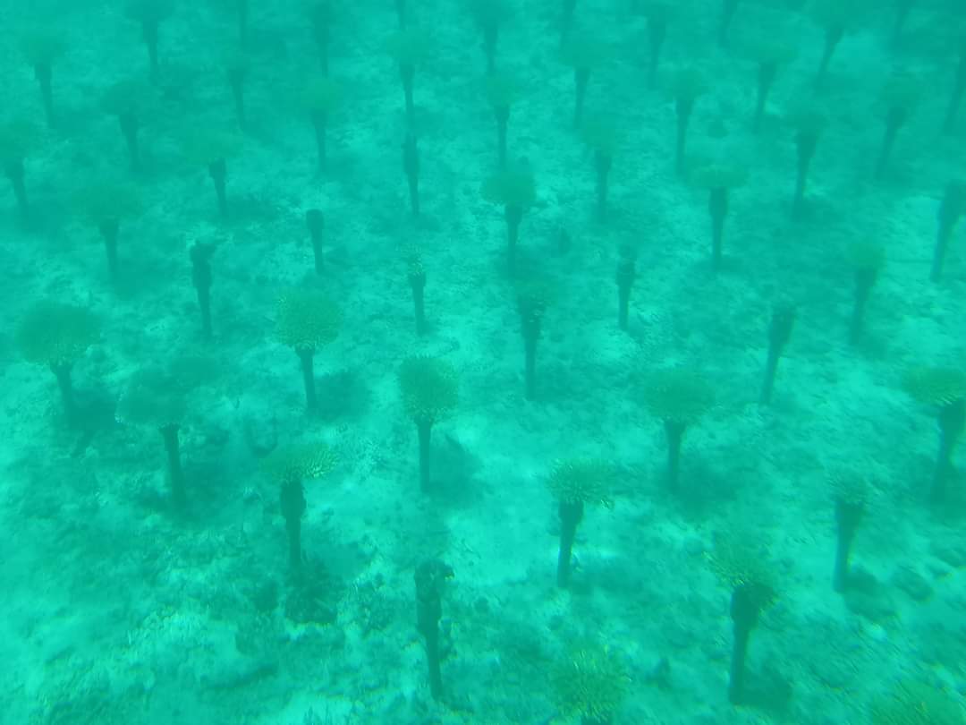 ブランパン×海洋保全プログラム