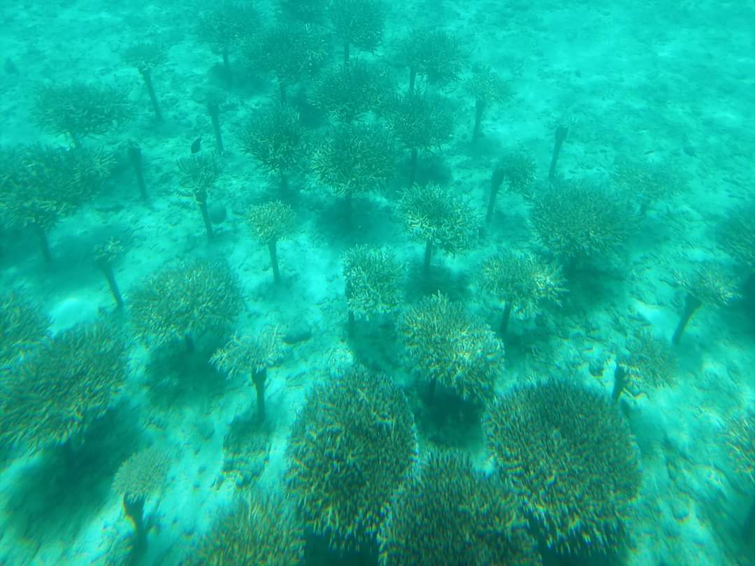 ブランパン×海洋保全プログラム
